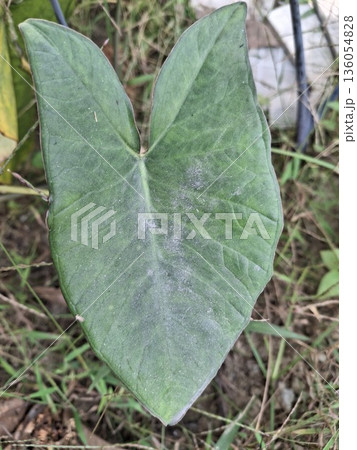 A macro shot of a single, large, green heart-shaped leaf with pronounced veins 136054828