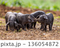 Piglets of the native Majorcan breed Porc Negre Mallorqui also the Majorcan Black Pig sniffing on a farm pasture in Mallorca, Balearic Islands, Spain 136054872
