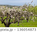 Blossoming almond tree in Majorca, Mallorca, Balearic Islands, Spain, Europe 136054873