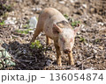 Piglet on a  pasture in Majorca, Mallorca, Balearic Islands, Spain, Europe 136054874