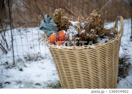 Wicker basket with dried flowers and citrus fruit in eco friendly winter garden 136054902
