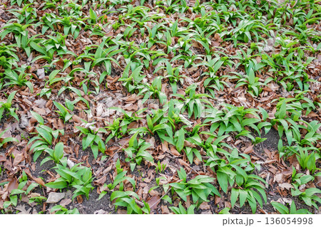 Wild garlic covering forest ground in early spring. Natural green background, foraging concept, healthy edible plants growing in woodland 136054998