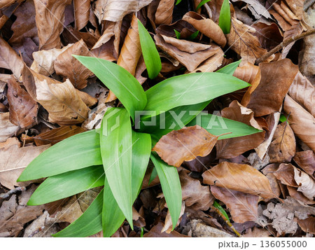Fresh wild garlic leaves growing in forest soil among dry leaves. Natural spring herb, organic food, foraging and healthy green plant background 136055000
