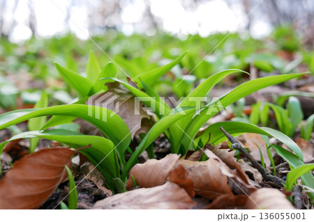 Wild garlic leaves covering forest ground in early spring. Fresh ramsons growing among dry leaves, natural edible herb, organic food and foraging concept 136055001