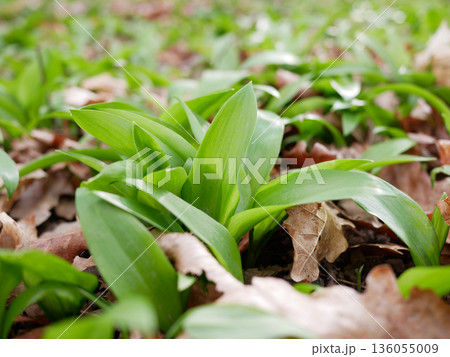 Fresh wild garlic leaves growing in forest soil among dry leaves. Natural spring herb, organic food, foraging and healthy green plant background Fresh wild garlic leaves growing in forest soil among dry leaves. Natural spring herb, organic food, foraging and healthy green plant background 136055009