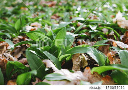 Wild garlic leaves covering forest ground in early spring. Fresh ramsons growing among dry leaves, natural edible herb, organic food and foraging concept 136055011