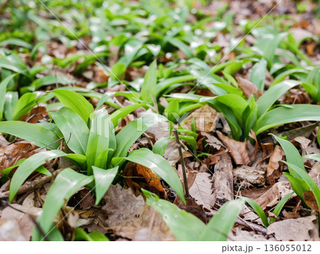 Wild garlic leaves covering forest ground in early spring. Fresh ramsons growing among dry leaves, natural edible herb, organic food and foraging concept Wild garlic leaves covering forest ground in early spring. Fresh ramsons growing among dry leaves, natural edible herb, organic food and foraging concept 136055012