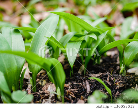 Close-up of fresh wild garlic ramsons leaves growing in forest soil. Natural spring herb, edible green plant, healthy organic food concept, woodland nature background Close-up of fresh wild garlic ramsons leaves growing in forest soil. Natural spring herb, edible green plant, healthy organic food concept, woodland nature background 136055015