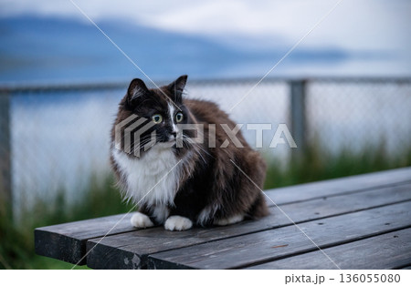 Black and white domestic cat sitting on wooden bench outdoors with lake background 136055080
