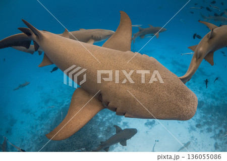 Close up nurse shark in tropical sea. Swimming with sharks 136055086