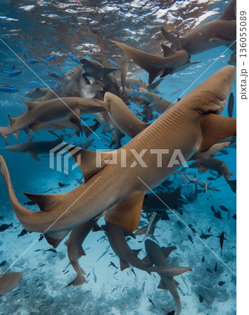Underwater sea with a lot of nurse sharks on deep Underwater sea with a lot of nurse sharks on deep 136055089
