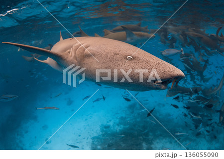 Close up nurse shark in tropical sea 136055090