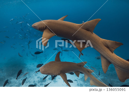 Nurse sharks swimming underwater in blue ocean. 136055091