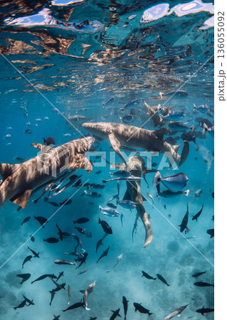 Nurse shark in blue sea, sunny day. Swimming with sharks 136055092