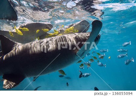 Tropical fish swims with nurse sharks underwater. 136055094