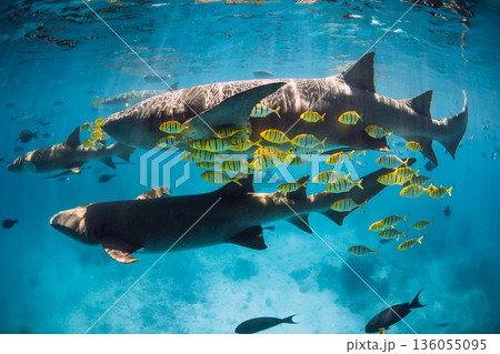 Sharks swims with fishes in turquoise tropical sea. Nurse sharks underwater in transparent ocean 136055095