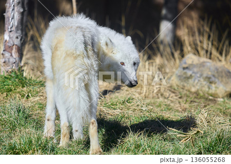 茂みのたぬき 136055268