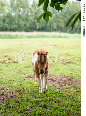 Small brown pony standing on green meadow near fence in peaceful countryside farm 136055355