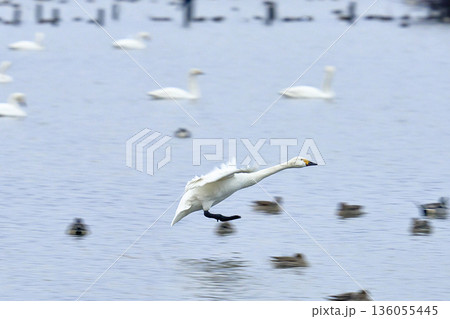 水面を飛ぶ白鳥 水面を飛ぶ白鳥 136055445
