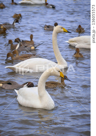 稲毛海浜公園に来た冬の渡り鳥オナガガモ 稲毛海浜公園に来た冬の渡り鳥オナガガモ 136055573