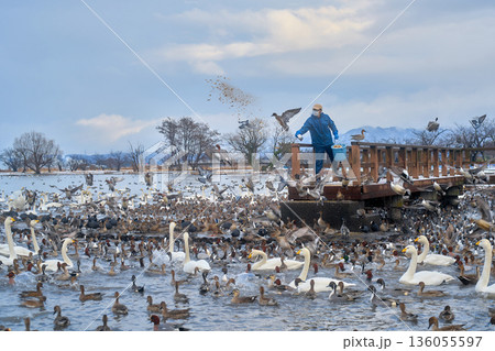 白鳥のいる風景 白鳥のいる風景 136055597