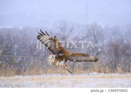 飛翔するオジロワシ 136055602