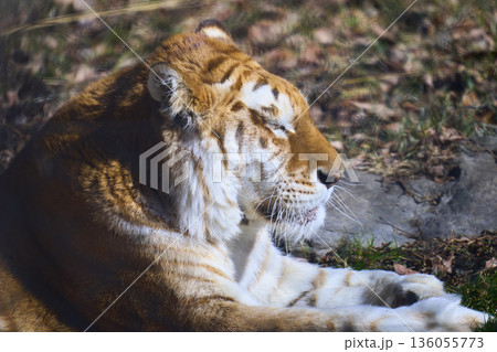 あくびをする虎 136055773