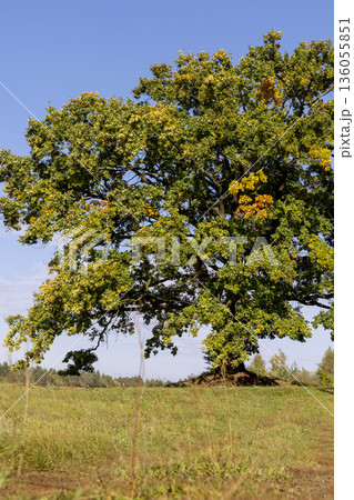 a lonely oak tree with foliage changing color to yellow in sunny weather against a blue sky a lonely oak tree with foliage changing color to yellow in sunny weather against a blue sky 136055851