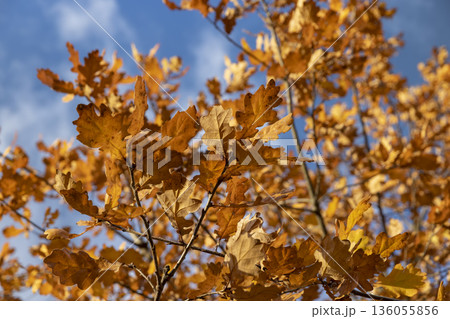red autumn oak foliage against the sky with clouds in early November, rusty oak foliage in the autumn season in sunny weather red autumn oak foliage against the sky with clouds in early November, rusty oak foliage in the autumn season in sunny weather 136055856