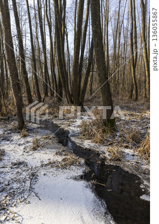 the territory is a swamp with trees in the cold winter season, covered with white snow in the cold season a dangerous swamp after frosts, a swamp in the evening 136055867