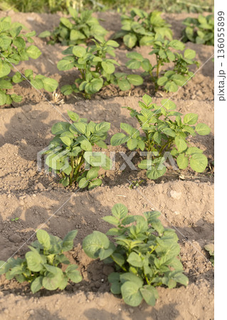 potatoes growing in an agricultural field, dry summer weather with soil, the need for care and watering of green potatoes potatoes growing in an agricultural field, dry summer weather with soil, the need for care and watering of green potatoes 136055899