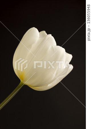 one tulip in spring on a black background, beautiful white flowers tulips collected in a gift bouquet for a holiday on a black background 136055948