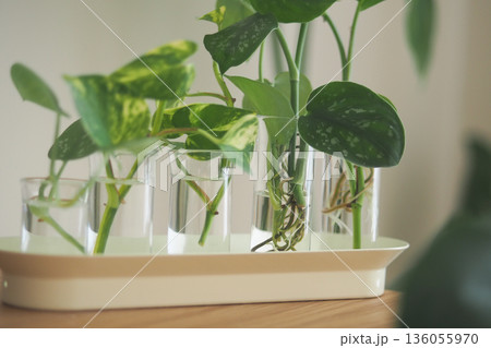 Green plants growing in glass tubes on a wooden table Green plants growing in glass tubes on a wooden table 136055970