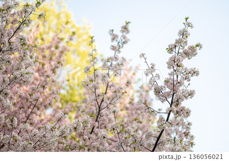 Branches of cherry tree covered with delicate pink and white blossoms under clear blue sky Branches of cherry tree covered with delicate pink and white blossoms under clear blue sky 136056021