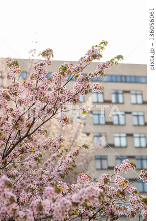 branches of blossoming cherry, sakura against the background of a modern building, spring in the city 136056061