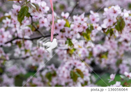 pendant in the form of a white dove on a pink ribbon against the background of blossoming sakura, a symbol of peace 136056064
