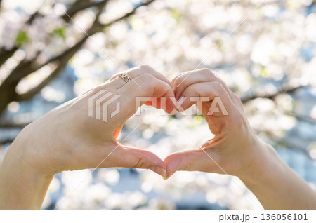 female palms folded in the shape of a heart against the background of flowering branches female palms folded in the shape of a heart against the background of flowering branches 136056101