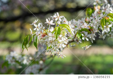 close-up of a branch of blossoming cherry, sakura with young leaves, blurred background, bokeh close-up of a branch of blossoming cherry, sakura with young leaves, blurred background, bokeh 136056155