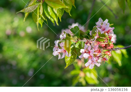 close-up of a branch of blossoming pink cherry, sakura with young leaves, blurred background, bokeh close-up of a branch of blossoming pink cherry, sakura with young leaves, blurred background, bokeh 136056156