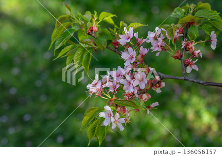 close-up of a branch of blossoming pink cherry, sakura with young leaves, blurred background, bokeh close-up of a branch of blossoming pink cherry, sakura with young leaves, blurred background, bokeh 136056157