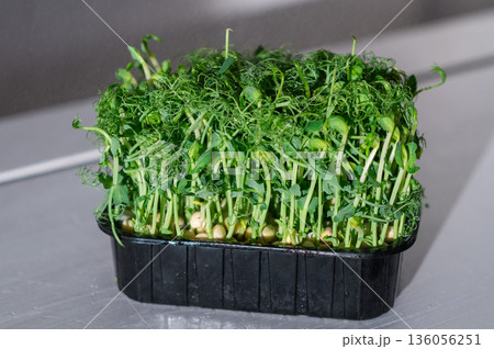 Fresh pea microgreens in a black container on a light background. Vibrant green sprouts with delicate tendrils, rich in nutrients and perfect for healthy eating and organic cooking. 136056251