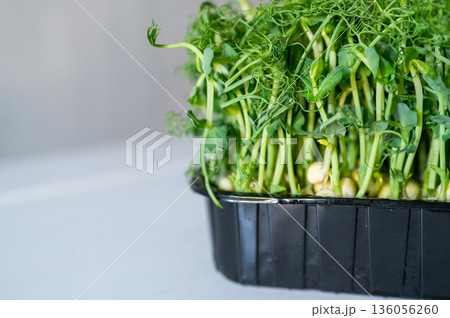 Fresh pea microgreens in a black container on a light background. Vibrant green sprouts with delicate tendrils, rich in nutrients and perfect for healthy eating and organic cooking Fresh pea microgreens in a black container on a light background. Vibrant green sprouts with delicate tendrils, rich in nutrients and perfect for healthy eating and organic cooking 136056260