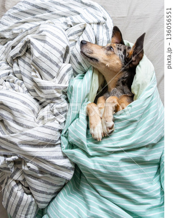 funny spotted dog is wrapped in blanket, sleeping on bed, pet is frozen and hid under blanket. funny spotted dog is wrapped in blanket, sleeping on bed, pet is frozen and hid under blanket. 136056551