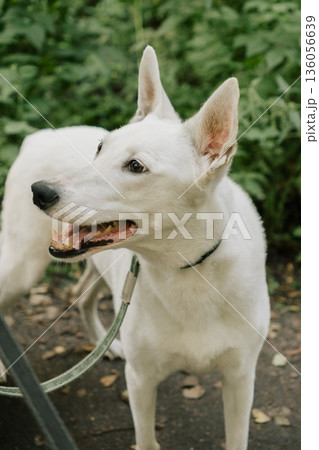portrait of a white dog, a pet walking in park with its owner, training and raising pets. portrait of a white dog, a pet walking in park with its owner, training and raising pets. 136056639