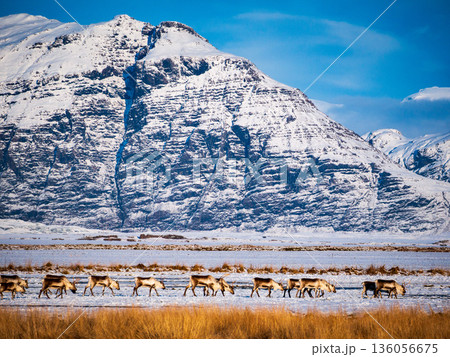 A herd of wild reindeers with snow cap mountain background, Iceland A herd of wild reindeers with snow cap mountain background, Iceland 136056675