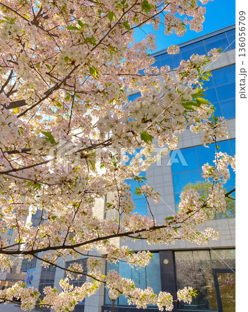 Branches of lush cherry blossoms blooming against the backdrop of a modern urban building, nature meets architecture Branches of lush cherry blossoms blooming against the backdrop of a modern urban building, nature meets architecture 136056709