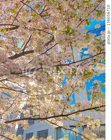 Branches of lush cherry blossoms blooming against the backdrop of a modern urban building, nature meets architecture Branches of lush cherry blossoms blooming against the backdrop of a modern urban building, nature meets architecture 136056710
