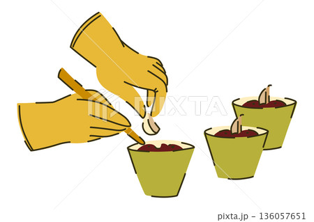Hands in yellow garden gloves loosen the soil in green pots and plant garlic, gardening on a windowsill, spring planting of seeds 136057651