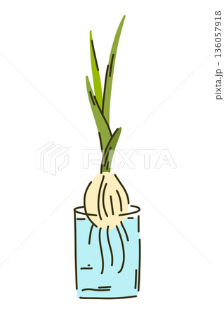 Green onions grown on a windowsill in a glass of water from a bulb with roots, a home-made garden, planting without soil 136057918