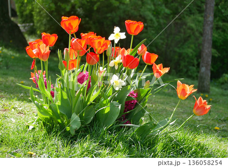 Vibrant red tulips blooming in a lush spring garden with white Hyacinthus. Fresh nature scene, colorful seasonal floral background Vibrant red tulips blooming in a lush spring garden with white Hyacinthus. Fresh nature scene, colorful seasonal floral background 136058254
